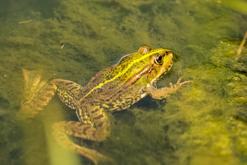 Common Water Frog in a Pond Stock Photo Image of lake, wildlife