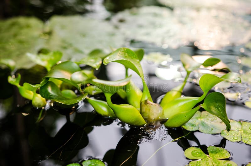 Common water hyacinth