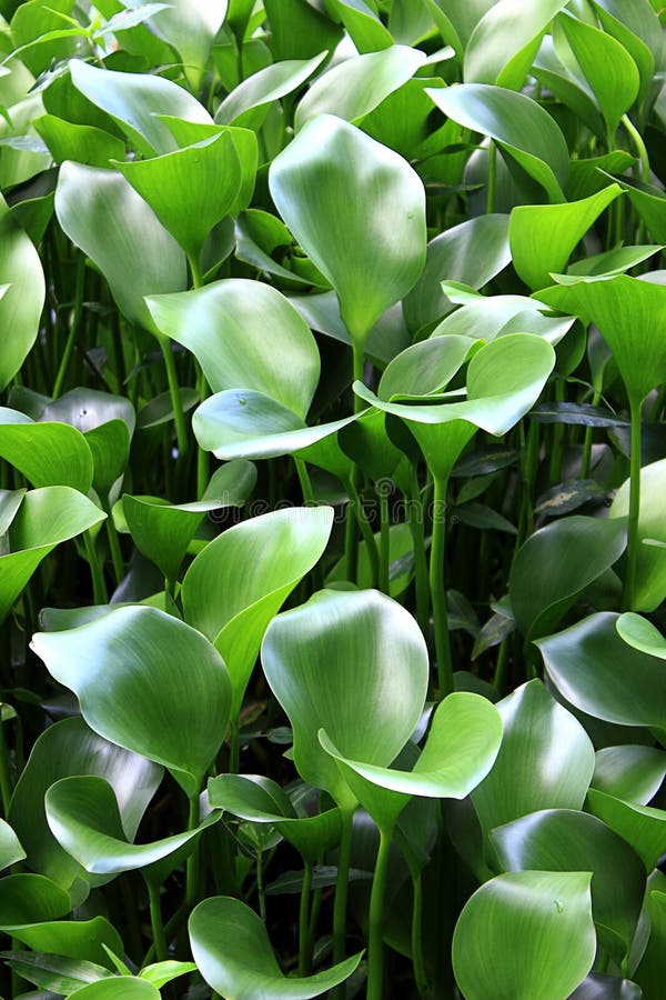 Common Water Hyacinth Plants Royalty Free Stock ...