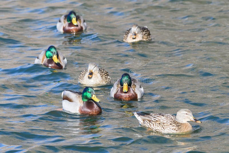Waterfowl of Colorado. Male Mallard Duck in a Lake Stock Image Image