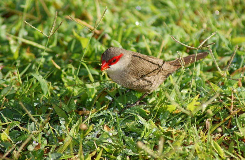 Common Waxbill