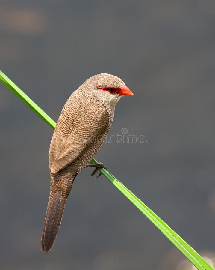 Common Waxbill