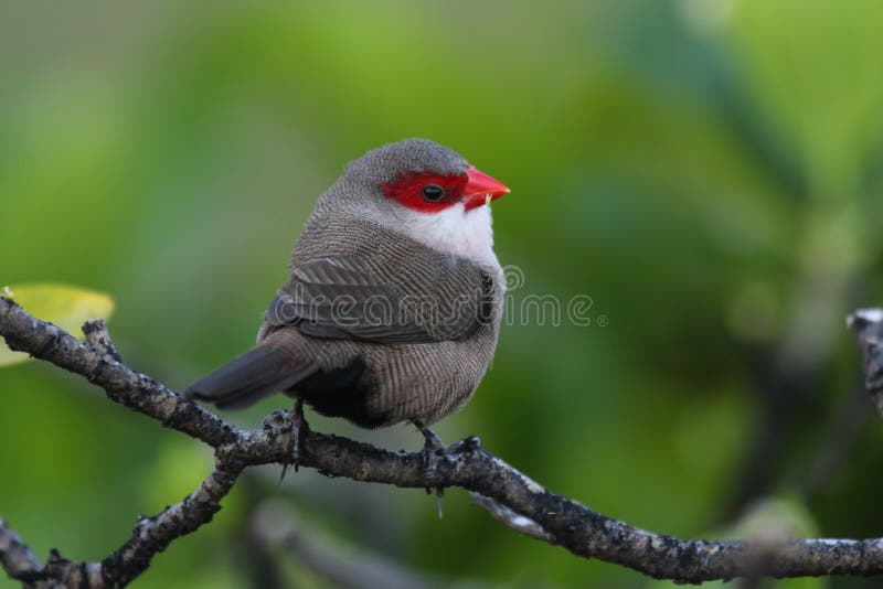 Common Waxbill Estrilda astrild