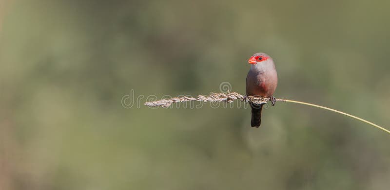 Common Waxbill on a twig