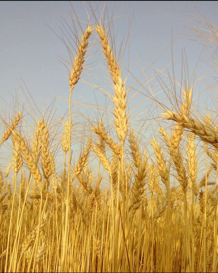 Wheat Plants Close Up, Wheat Herbs Growing In The Field Stock Photo