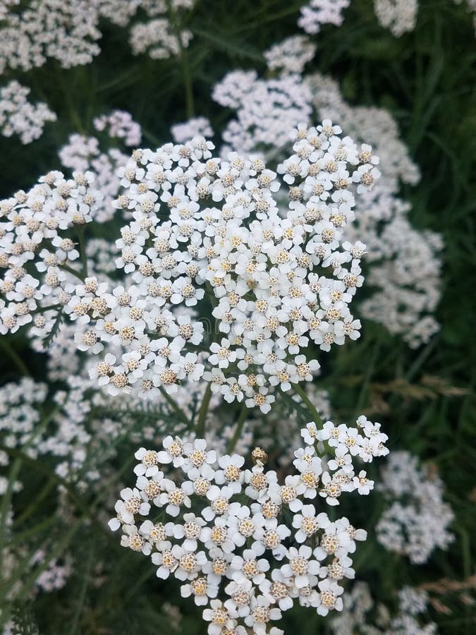 Common White Yarrow Flower in Bloom Stock Image Image of shrub