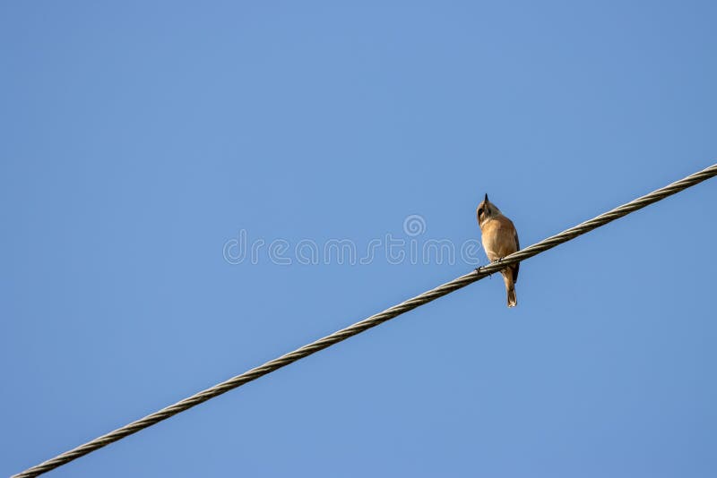 Common Whitethroat Perched on a Telephone Wire Stock Image Image of