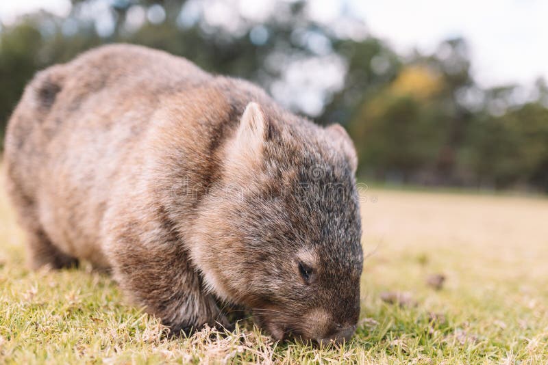 Common Wombat Eating Grass in a Field. Stock Image - Image of outdoors,  eating: 226424955