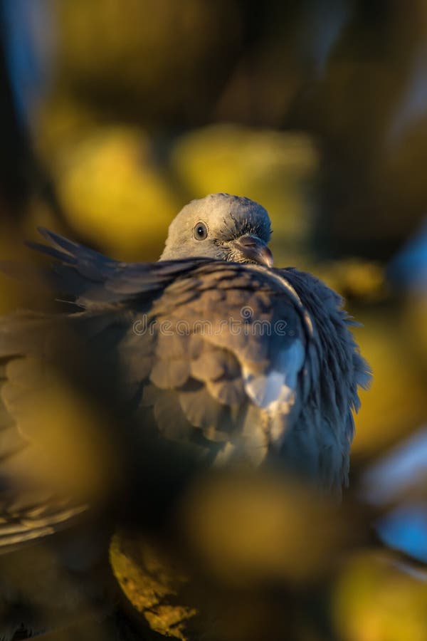 Wood Pigeon Preparing for the Night Stock Image Image of feathers