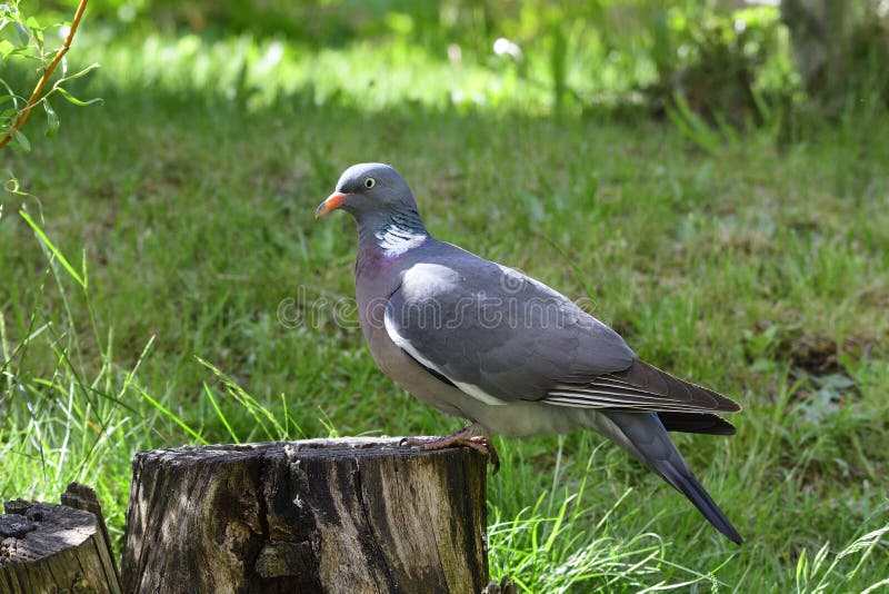 Common wood pigeon