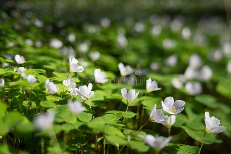 229 Edible Oxalis Photos Free Royalty Free Stock Photos From Dreamstime