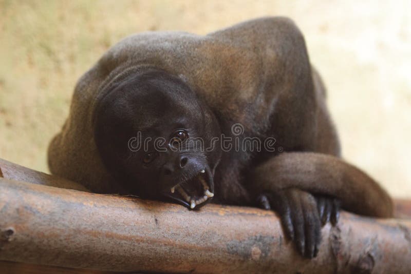 Common woolly monkey