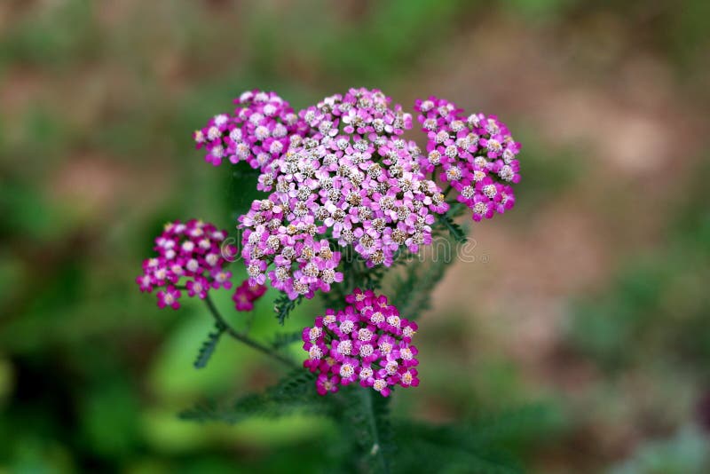 Common yarrow or Achillea millefolium perennial flowering plant with bunches of small violet with white center open flowers