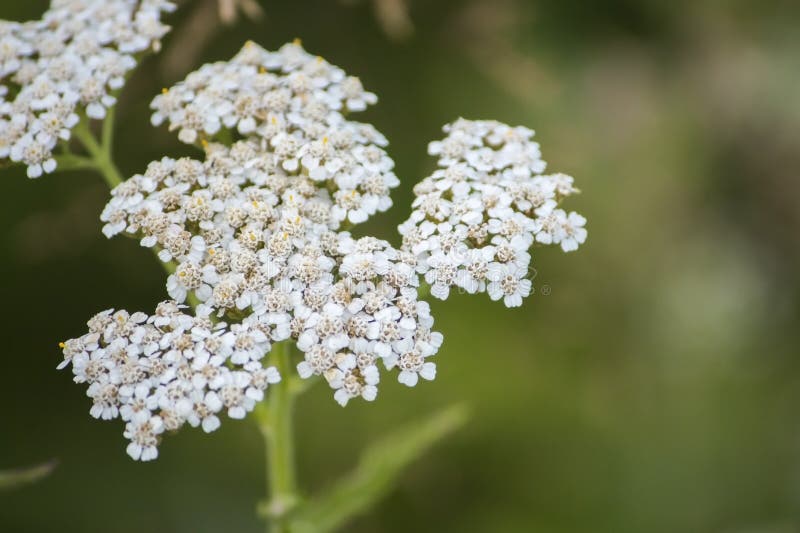 Common Yarrow in Flower with a Copy of Space Stock Photo - Image of ...