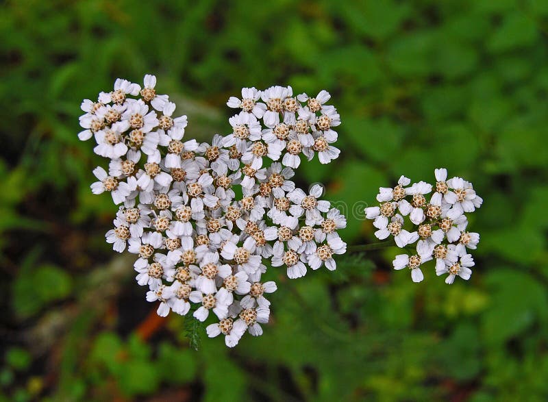 Common yarrow wildflowers stock photo. Image of wildflowers - 56826402