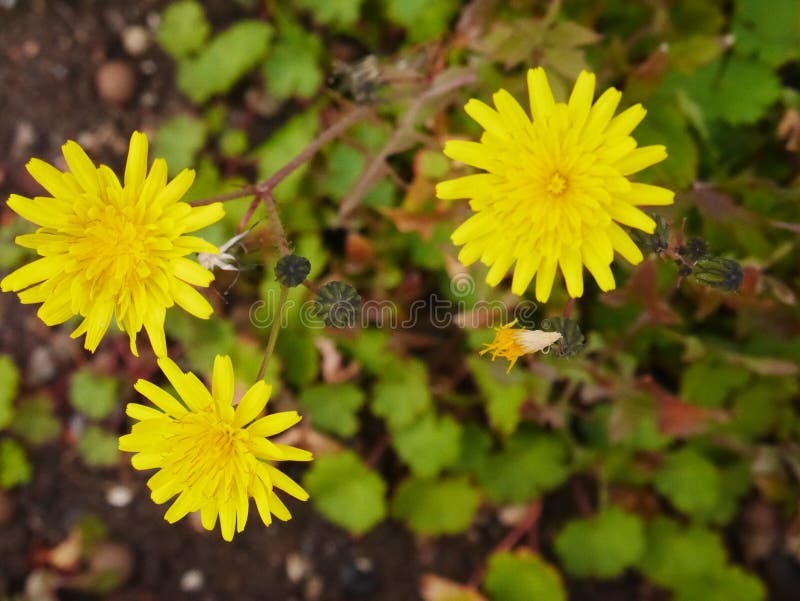 Common yellow flowers stock image. Image of yellow, grindelia 139933665