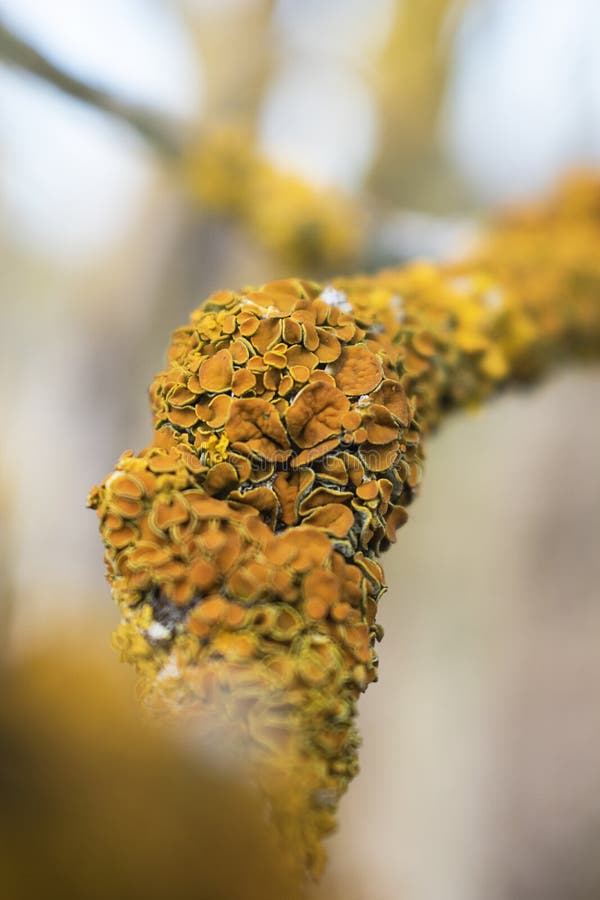 Common yellow lichen Xanthoria parietina on bark of tree in spring forest stock image