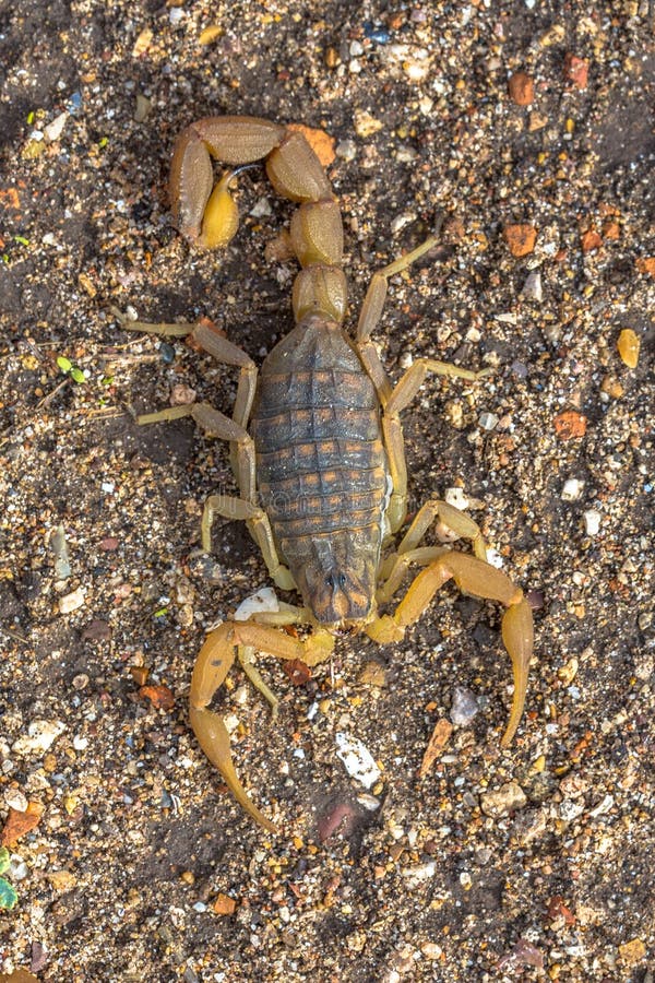 Common Yellow Scorpion above stock photos