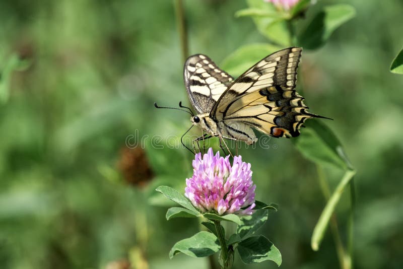Common yellow Swallowtail collecting nectar from a red clover flower stock photos