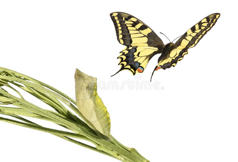 Common yellow swallowtail Old World swallowtail, Papilio machaon Lepidoptera: Papilionidae. Development stages. Isolated on a white background. Common yellow swallowtail Old World swallowtail, Papilio machaon Lepidoptera: Papilionidae. Development stages. Isolated on a white background