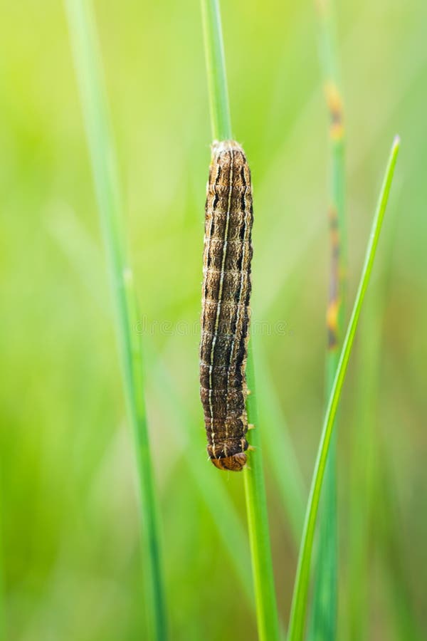 Common yellow underwing moth, noctua pronuba caterpillar on grass stem. Macro butterfly background royalty free stock image