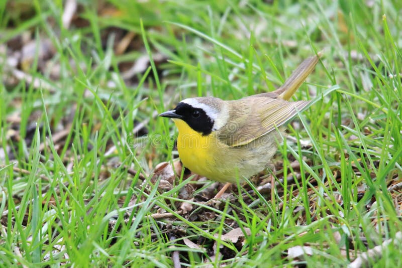 Common Yellow Warbler Migrates stock photos
