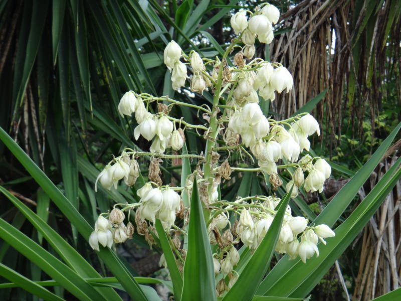 Common yucca - Flowers stock photo. Image of beargrass - 104027192