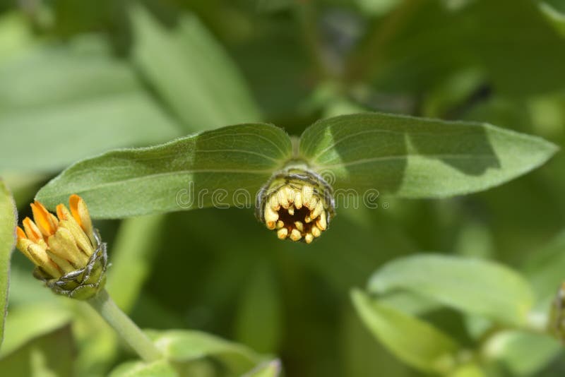 2 442 Common Zinnia Photos Free Royalty Free Stock Photos From Dreamstime 2 442 Common Zinnia Photos Free Royalty Free Stock Photos From Dreamstime