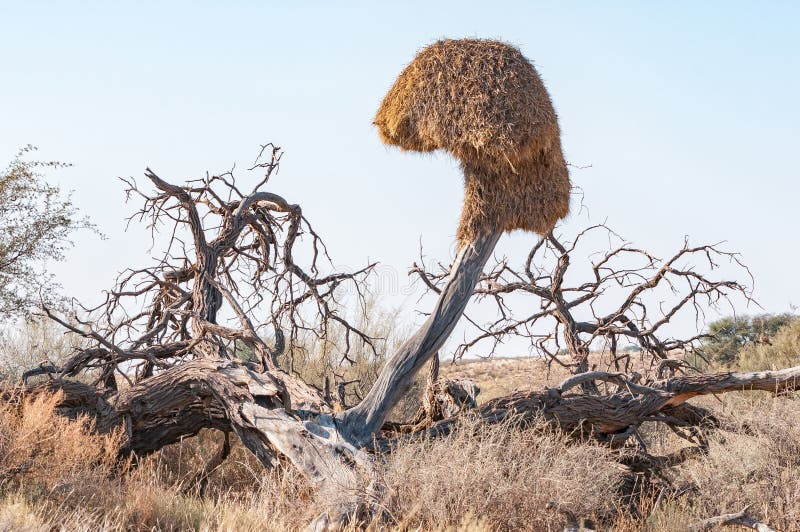 Communal Bird Nest in Camelthorn Tree in the Kgalagadi Stock Image