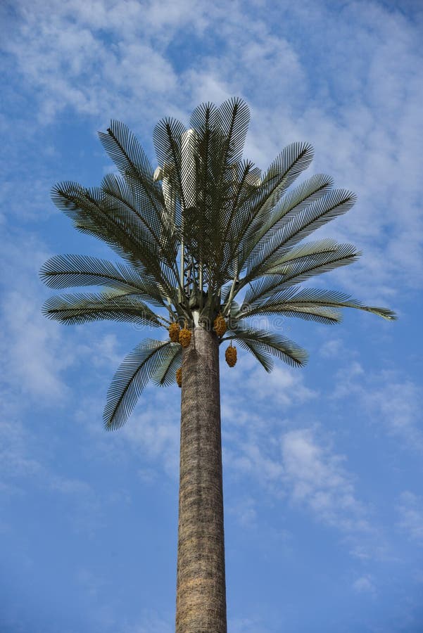 Communication Antennas on Fake Palm Tree Stock Photo Image of blue