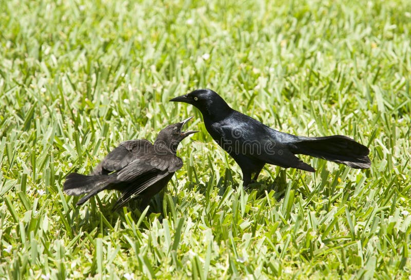 Communication of Two Grand Cayman Island Birds