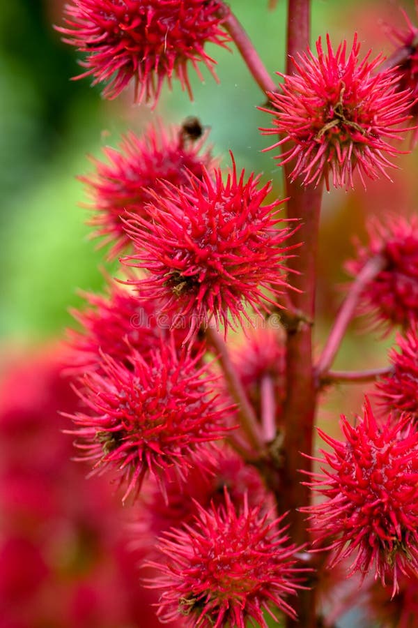 Communis Ricinus fotografering för bildbyråer Communis Ricinus fotografering för bildbyråer