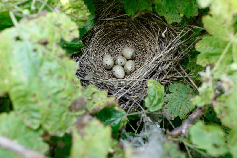 Communis Sylvia Het nest van Whitethroat in aard stock fotografie Communis Sylvia Het nest van Whitethroat in aard stock fotografie