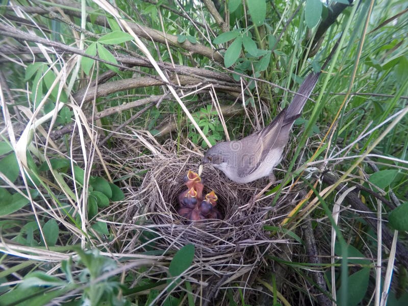 Communis Sylvia Het nest van Whitethroat in aard stock foto's Communis Sylvia Het nest van Whitethroat in aard stock foto's