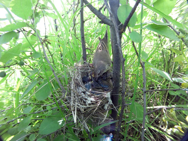 Communis Sylvia Het nest van Whitethroat in aard royalty-vrije stock afbeeldingen Communis Sylvia Het nest van Whitethroat in aard royalty-vrije stock afbeeldingen