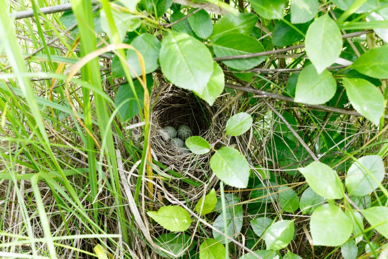 Communis Sylvia Het nest van Whitethroat in aard royalty-vrije stock afbeeldingen Communis Sylvia Het nest van Whitethroat in aard royalty-vrije stock afbeeldingen