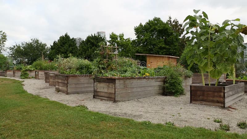Urban Community Garden stock footage. Video of life, nature - 48375932
