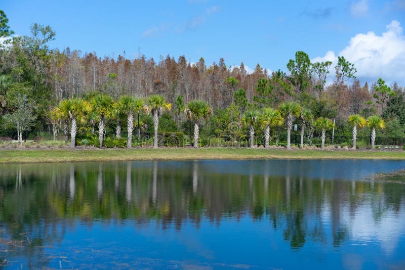 A Community Pond and Small Dam Stock Image Image of grassland, clear