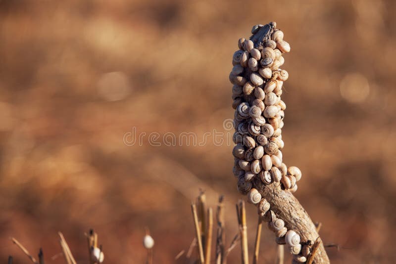 Community of snails