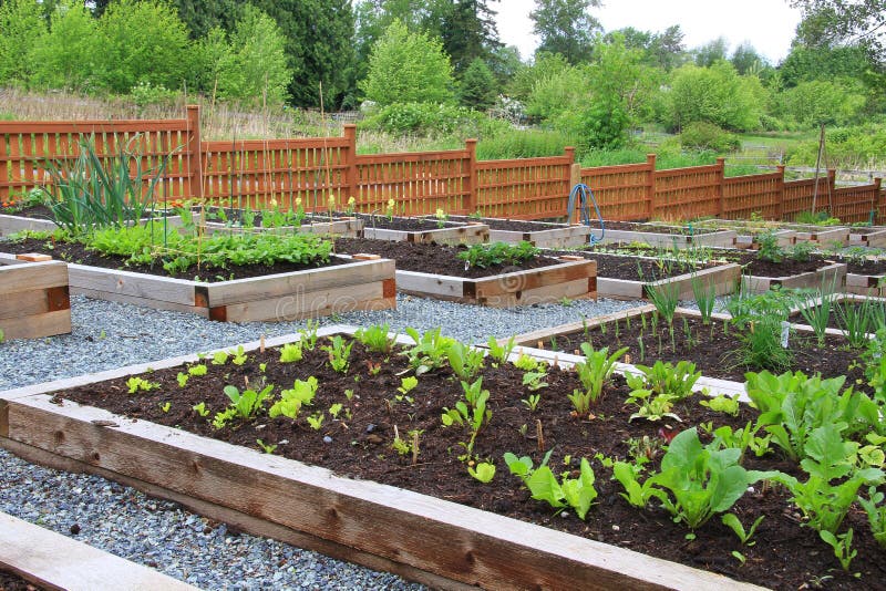 Community vegetable garden