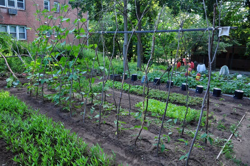 Da comunità verdura giardino sul università, interessato nuovo rifugio,, Stati Uniti d'America.