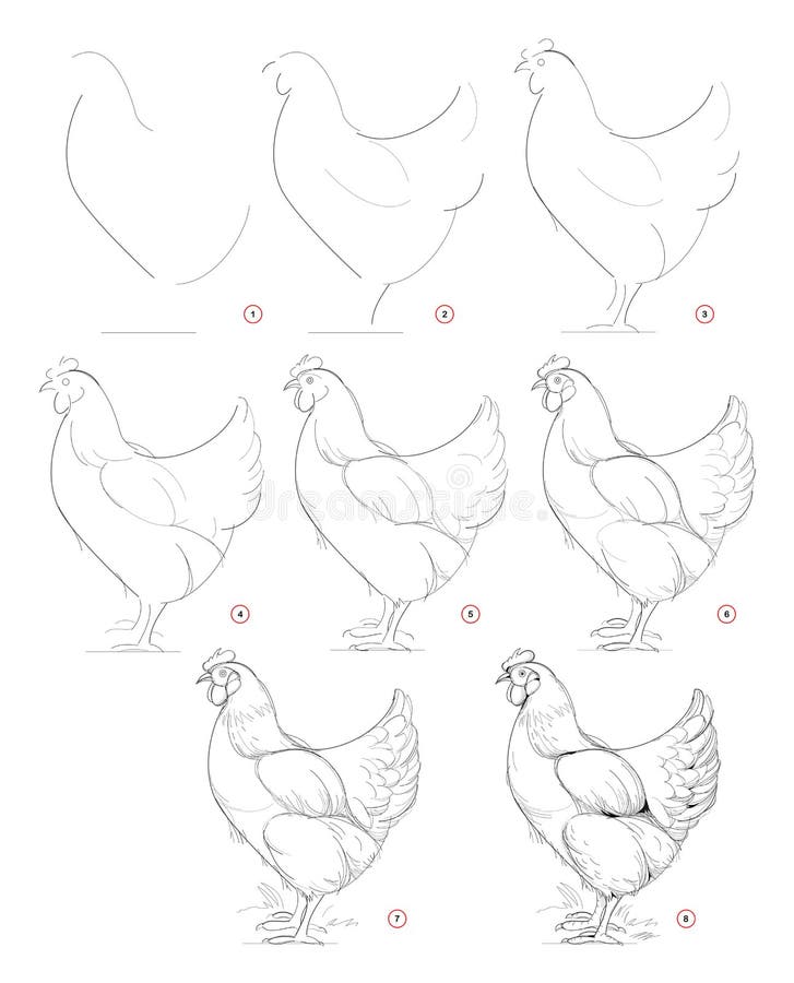 Como desenhar uma galinha FACIL passo a passo para crianças e iniciantes 2  