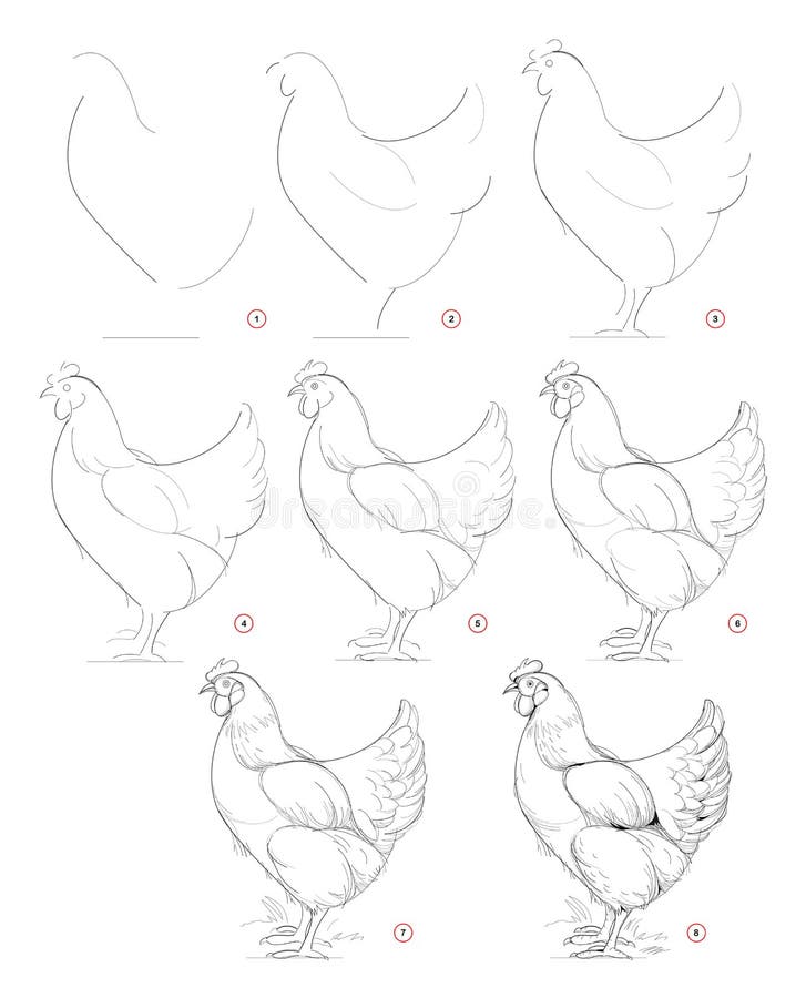 Como Desenhar Uma Galinha  Chicken drawing, Animal drawings, Bird