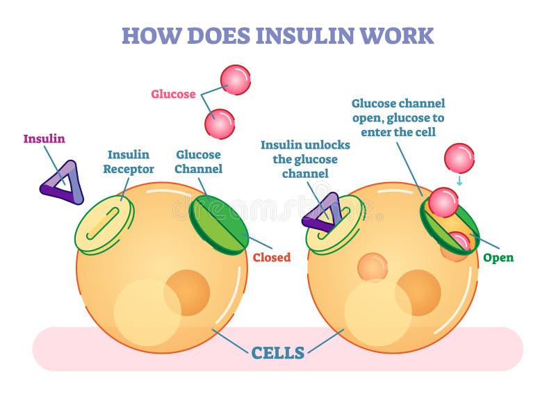 Como faz o trabalho da insulina, diagrama ilustrado do vetor Informação médica educacional