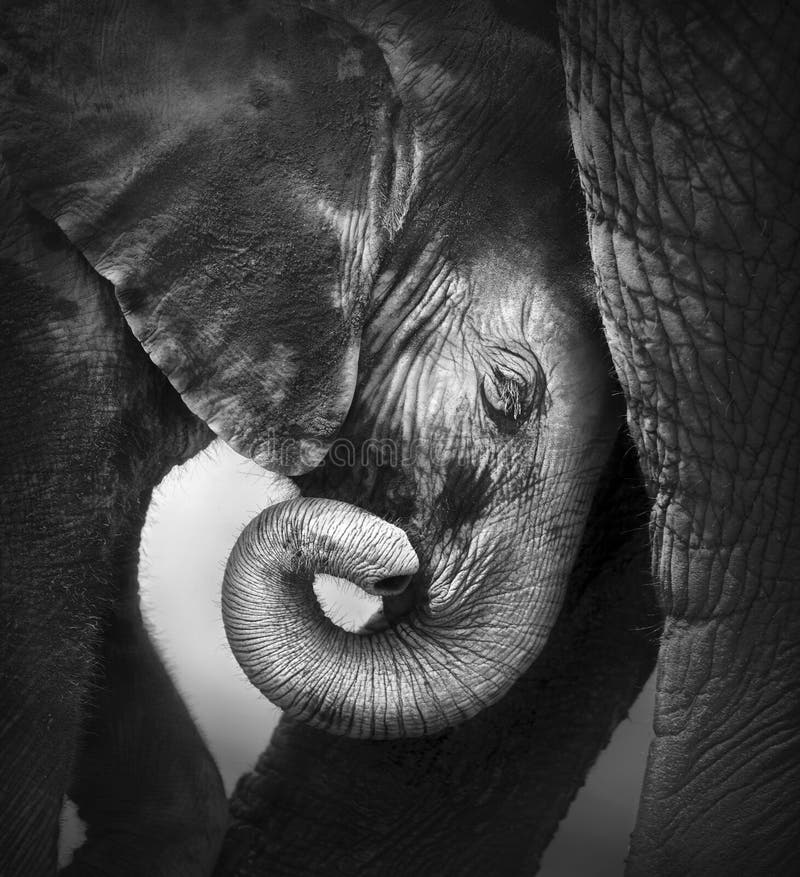 Comodidad que busca del elefante del bebé