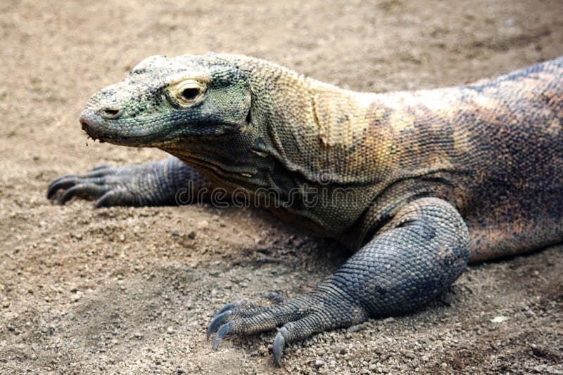 download Comodo Dragon 111.0.5563.148 download Comodo Dragon 111.0.5563.148