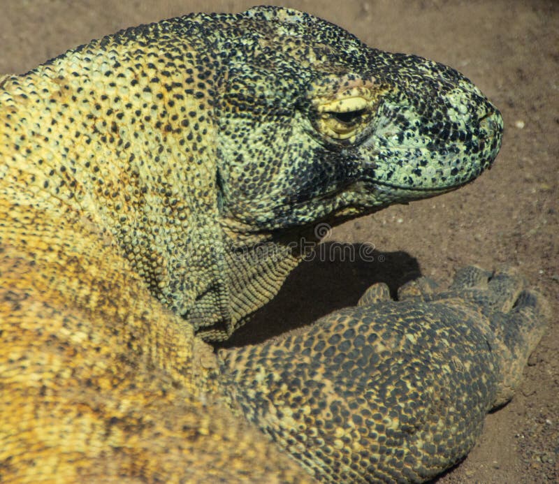 free comodo dragon free comodo dragon