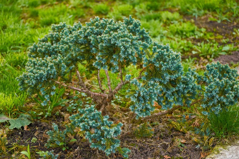 Compact coniferous shrub with blue green needle foliage growing in a garden bed royalty free stock image