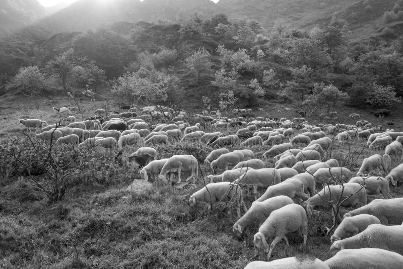 Černé a bílé fotografování pravý okamžik hory venkovského života na velké a kompaktní stádo ovcí prochází pastviny podsvícení slunce za soumraku.