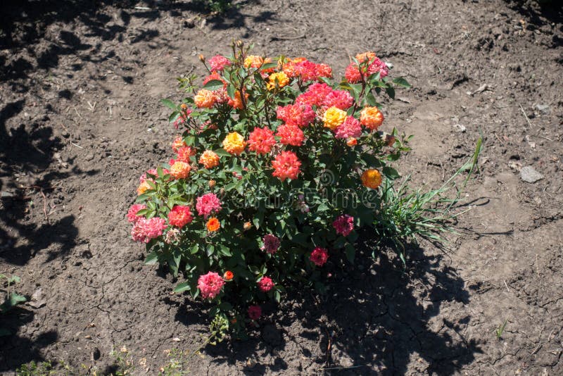 Compact Rose Bush with Multicolored Flowers Stock Photo Image of bush
